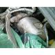 Opel Vectra Diesel avariat 3817-3