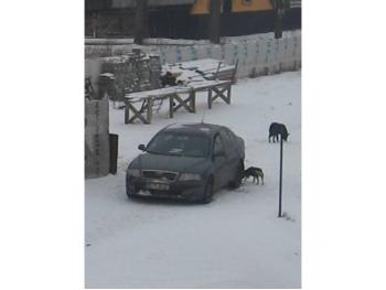 imagine vand-Skoda-Octavia-1.9-Diesel-avariat-2773.htm